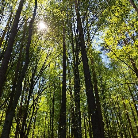 Przy Lesie Villa Białowieża Екстериор снимка