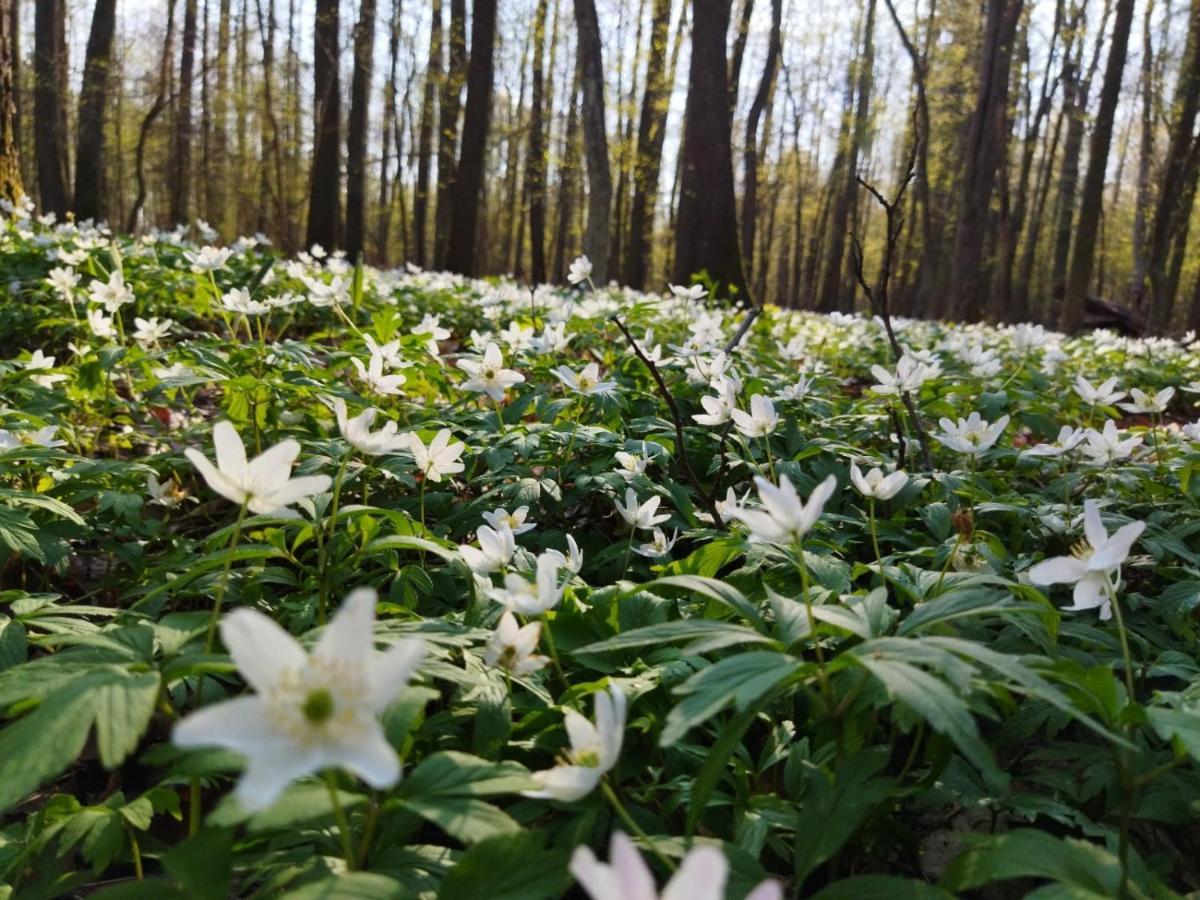 Przy Lesie Villa Białowieża Екстериор снимка