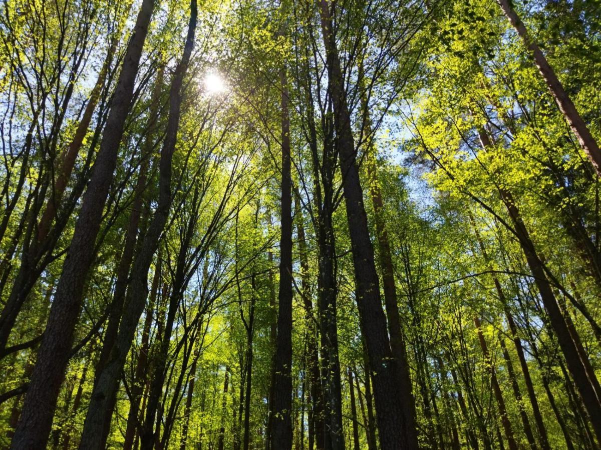 Przy Lesie Villa Białowieża Екстериор снимка